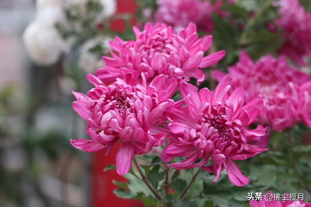 小区里的“菊展”，家门口的美景