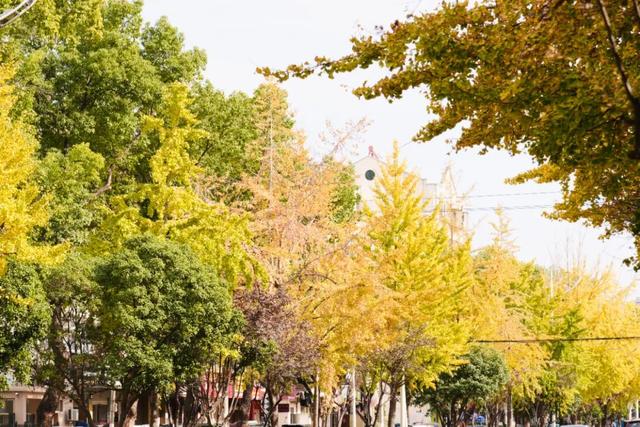 深秋的解放大道，安陆把最美的色彩泼给了它