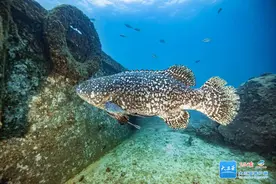 欢迎“老朋友”！巨型石斑鱼“斑斑”再现蜈支洲岛海域图片