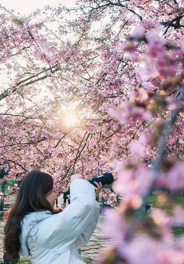 清晨7点的鼋头渚，美爆了
