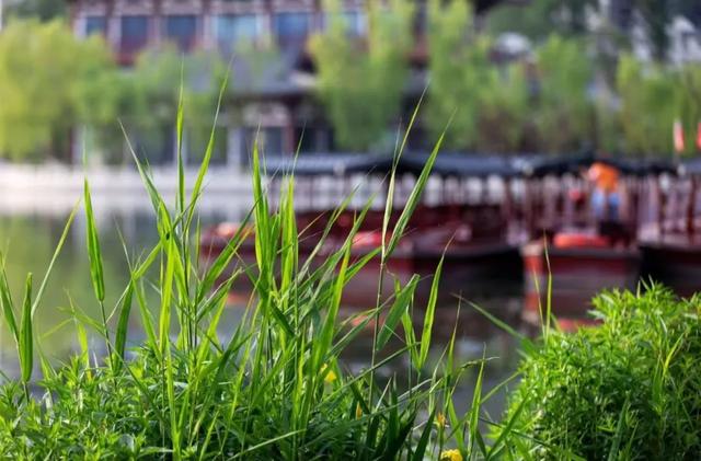 妇女节遇周末！来兴庆宫踏青，做自己的女王