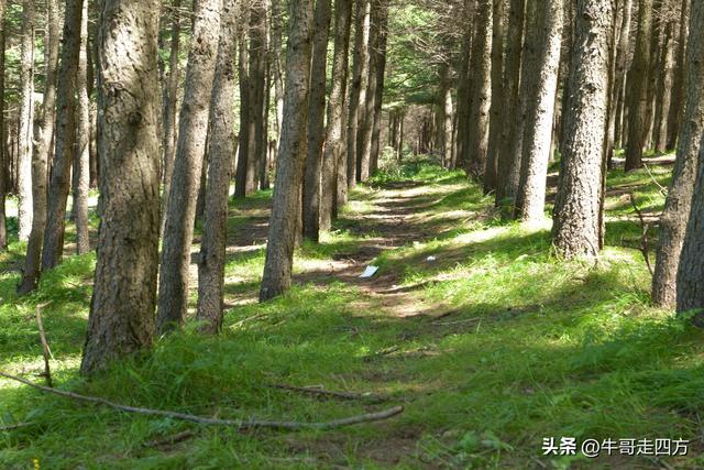 河北麻田岭（上）：绿野铺毡接云影、风轮伴路探山魂