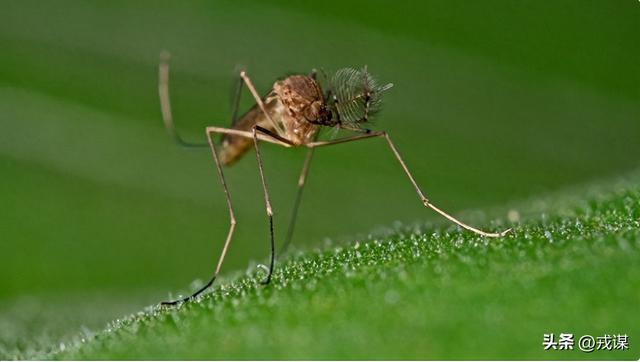 冰岛“无蚊净土”没了！冰岛首次发现蚊子，人类可能是“帮凶”？