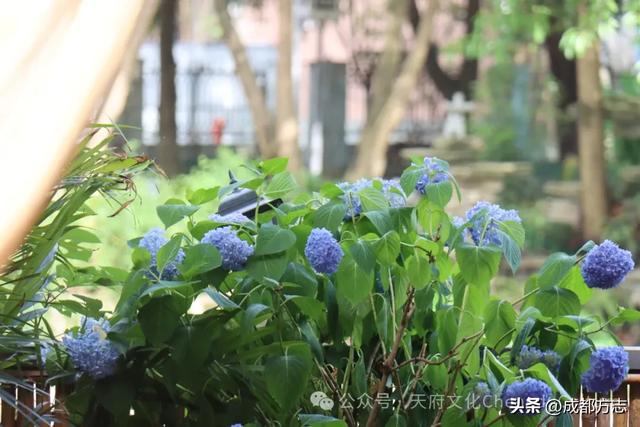 就在绕城内!成都还有个600年的“古镇”→
