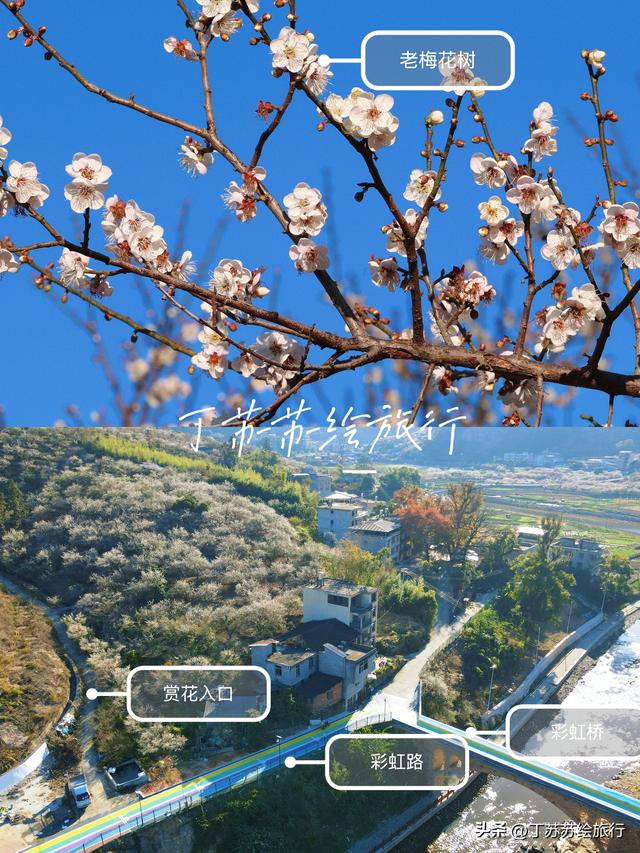 永泰赏梅花期最后10天新发现彩虹路 梅花道‼️穴利轻松游