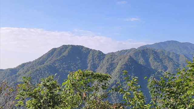 舜帝三临的"南方植物王国"：藏着长征记忆与千年茶香的"大山里"