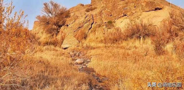 霍拉山脚下红柳林，深红如火焰跳跃，我被这绝美景致震撼了