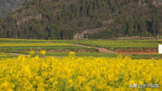 寒意未退“春”先到 罗平油菜花初绽放