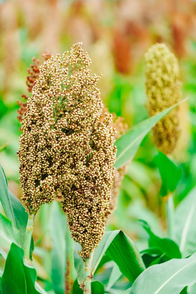 🧡秋日限定！郫都这片红高粱地超出片~