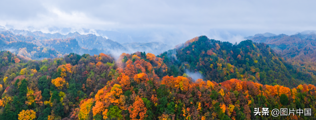 旺苍初冬红叶如画 山色斑斓引客来