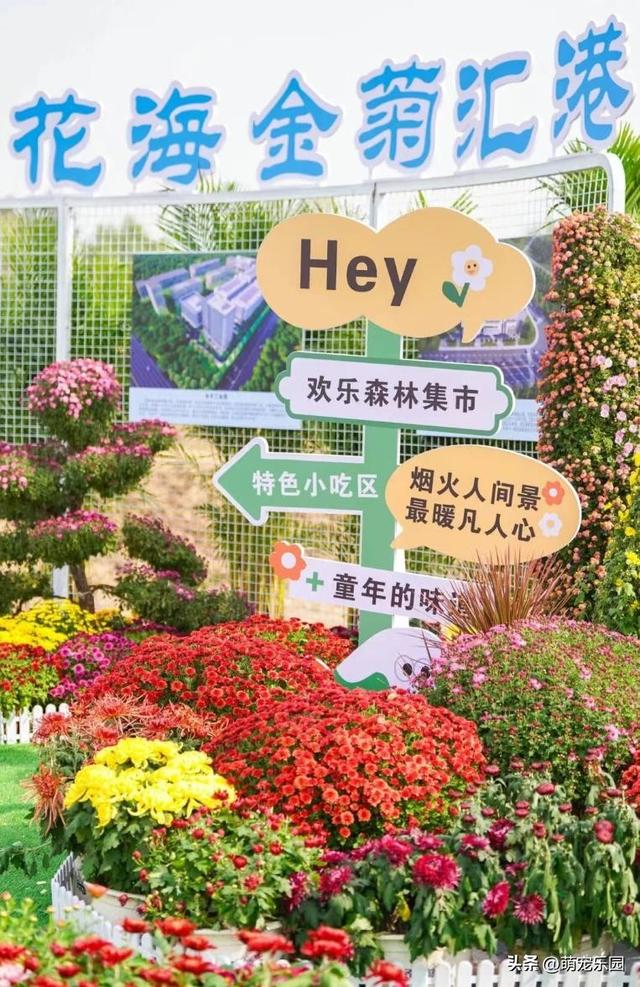 武汉菊花展60万盆花海，游客爆满，这场秋日浪漫让我心动不已