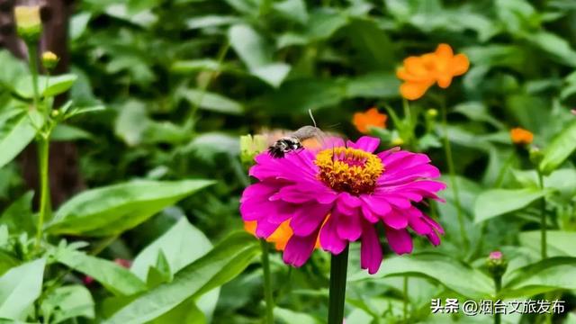 【乐游烟台】来呀，来“拈”花，来“惹”草！