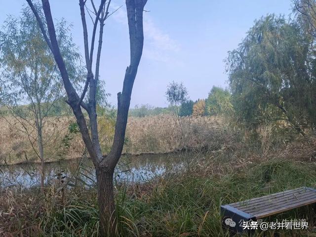 慧河湿地里的济宁新发现 || 胡成冮