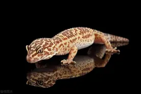 老人说：家中来了6种动物，千万不能打，哪6种动物？你家有吗？图片