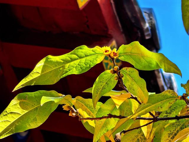 泰山王母池蜡梅初绽 花叶同枝尽显冬日诗意