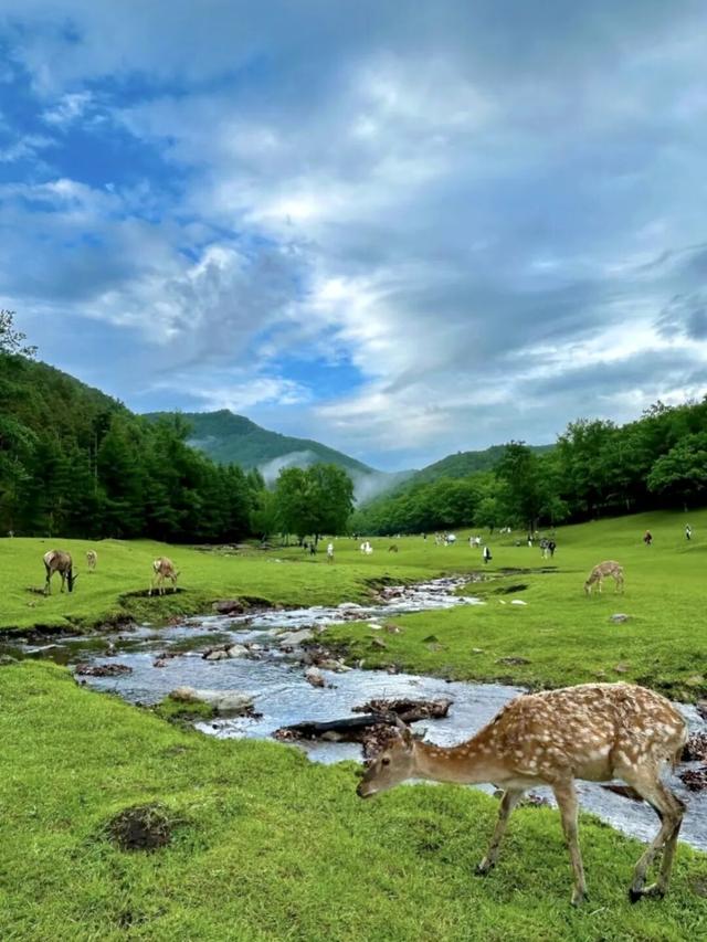 暑期带娃出行，就去这6个避暑旅行地！均温22℃+，选一个马上出发