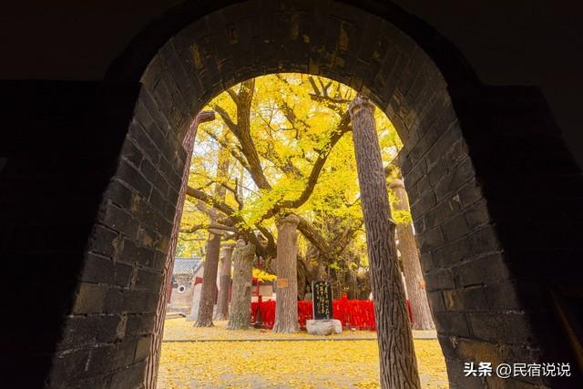十大银杏观赏地之一的山东浮来山真的黄了！