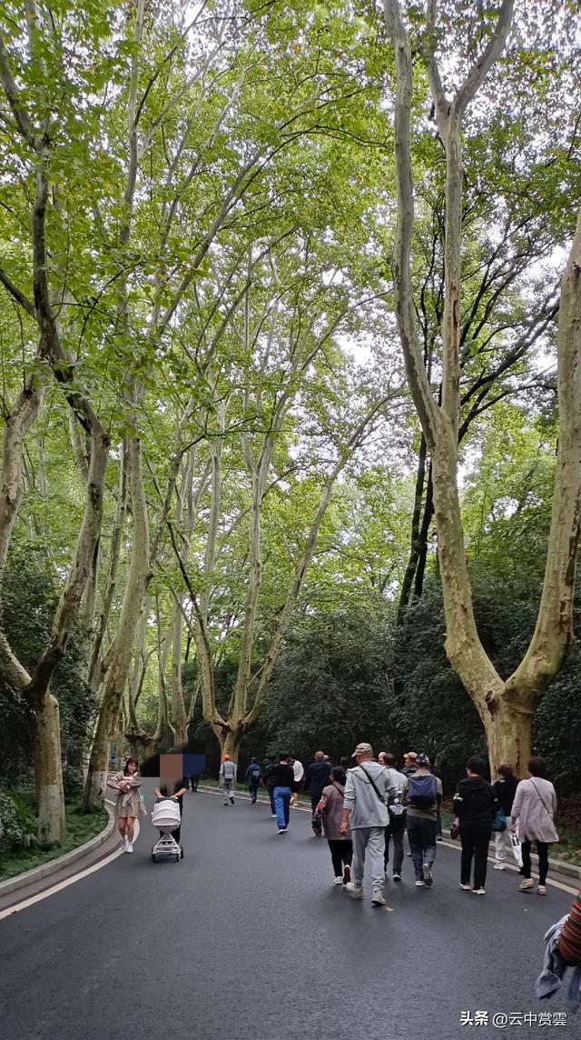 建议恢复南京″游″字自编号公交车，专项循环在钟山风景区营运