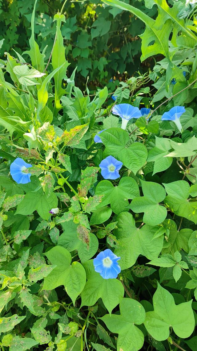 牵牛花的寓意与象征