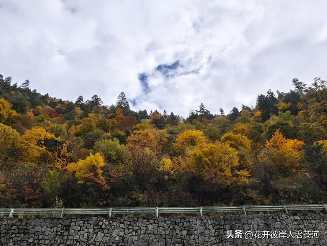 米亚罗彩林季，观赏一日游！