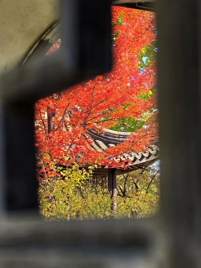 谁懂啊？这里的红枫，才是秋日“天花板”！