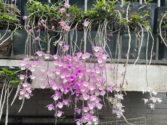 女子晒“满阳台的石斛花”，不可方物，网友：我的天，难道是真的