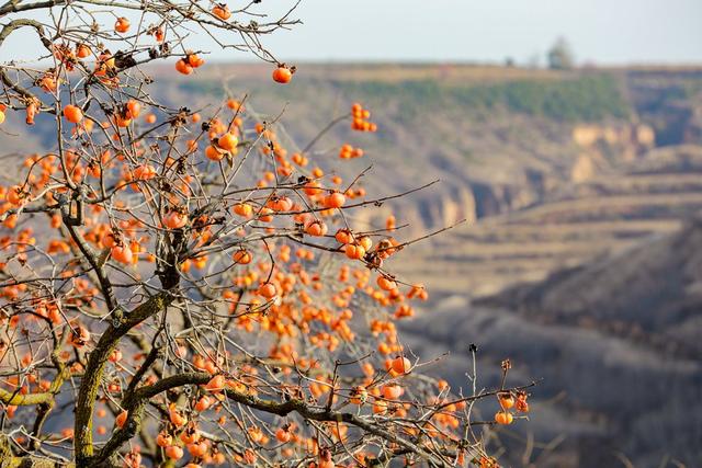 陕西宜君初冬：满枝红柿 一径清甜