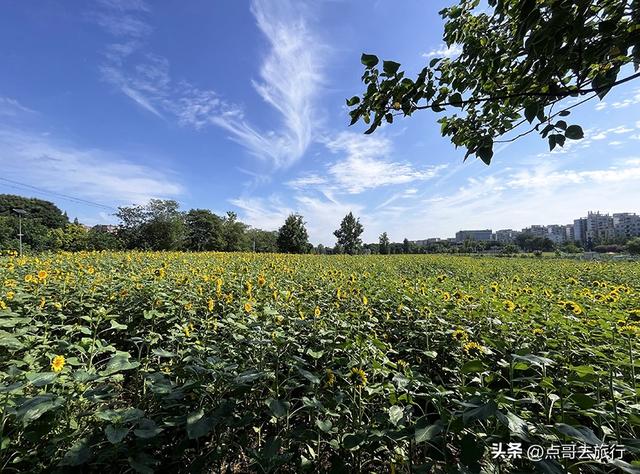 成都坐地铁最新赏花地，近百亩金色花田，超级惊艳，不要门票！