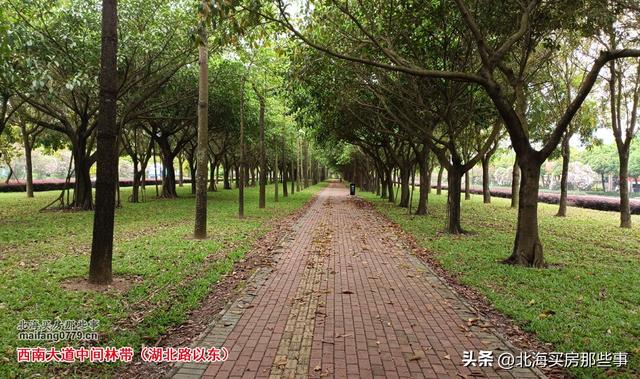 逐个数一数北海现在颇有名气的越冬旅居“候鸟乐园”
