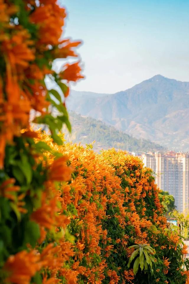 美疯了！高铁直达“四川小三亚”，花海开爆！草莓按盆吃，烧烤香迷糊！