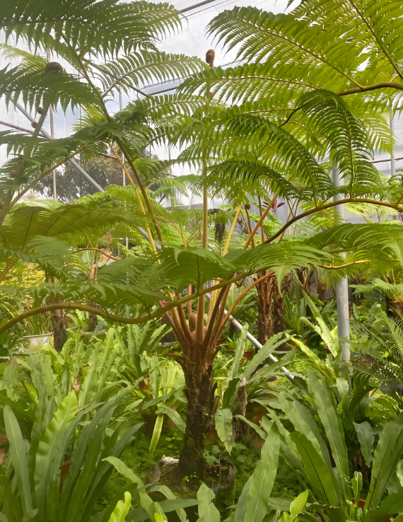 山里捡到1根蟒蛇木，丢到柴房准备烧火，姥爷说它是珍贵飞天擒罗