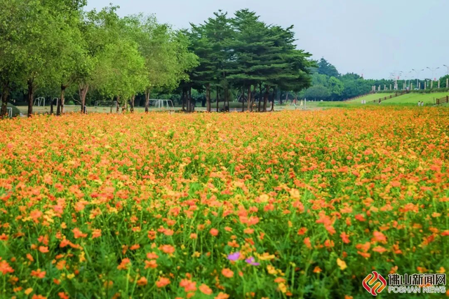 美爆了！佛山秋日花海上新！