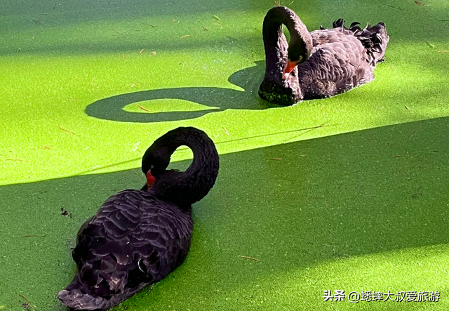 杭州“油画版景点”爆火，一天5万人次，可喂鹿，划船，走栈道！