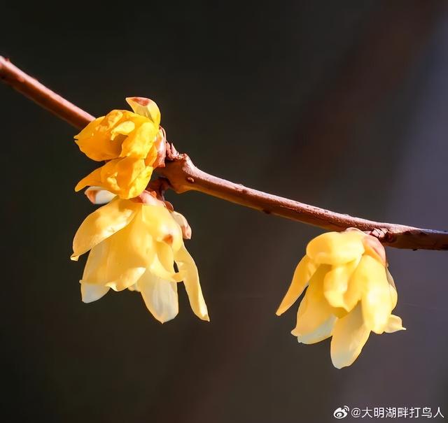 济南第一波蜡梅开了！这些赏梅地，赶紧冲！