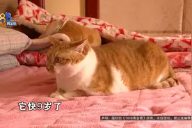 “天花板级”猫粮，长了“鸡毛”？“三公主”吃了之后……图片