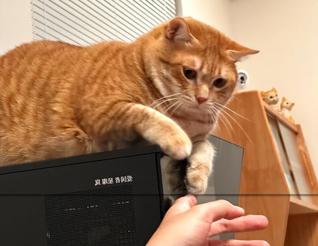 猫咪的“3个”旺财名，不仅让它健康长寿，还能让你财源滚滚！