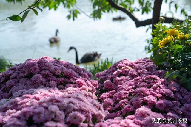 近万盆彩菊进入最佳观赏期！瘦西湖金秋菊花会来了