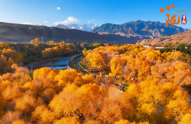 【小陇画报·426期】肃南：多彩秋日 满目金黄