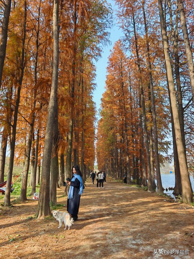 涢水湿地迷人红杉林 冬日画卷中的生态诗篇