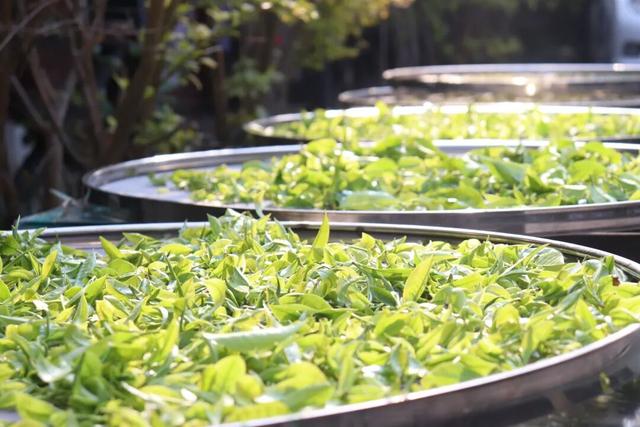 跟着赛事去旅行 | 骑到普洱思茅才知道 茶+咖=我的多巴胺双倍风暴