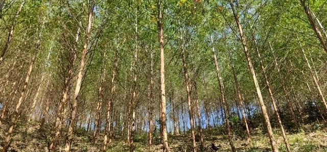 日本和美国早已禁种，中国为何依然大力种植？背后原因不简单