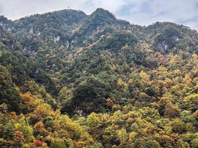 2024深秋四川行19 神农架风景区2 华中屋脊的五彩秘境