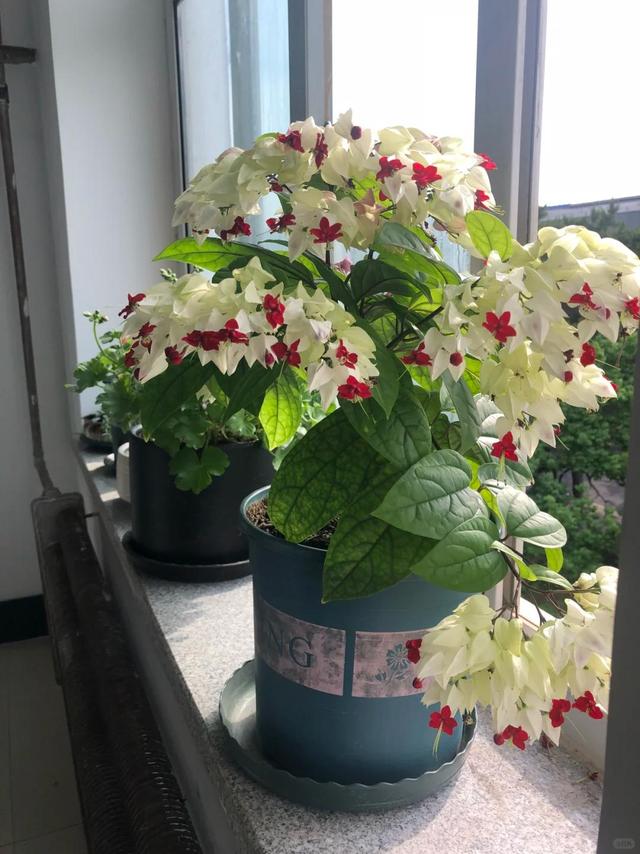 泉州一老街，有一株“龙吐珠”开成花墙，看到的人都直呼“太美”