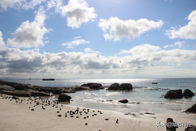 南部非洲：南非开普敦企鹅岛