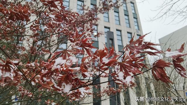 2025年北京冬天第一场雪后随手拍的小情小景，打动您了吗