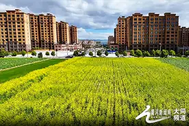 春日油菜花海，大同西坪幸福满溢图片