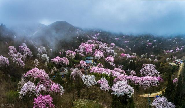 错峰赏花，今年3-5月，去这8个人少的地方，漫山遍野春和景明