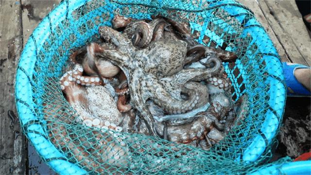 长乐开海季来袭！抢“鲜”一步：体验海鲜“扑腾”+绝美风景大片