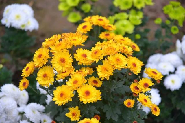 开了! 开了！金堂几百亩菊花已璀璨绽放，快去打卡！