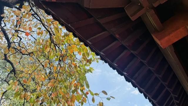 灵岩寺景区银杏即将迎来最佳观赏期